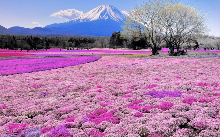Sự kết hợp giữa hoa chi anh dưới chân núi Phú Sĩ tạo nên kiệt tác thiên nhiên hoàn mỹ