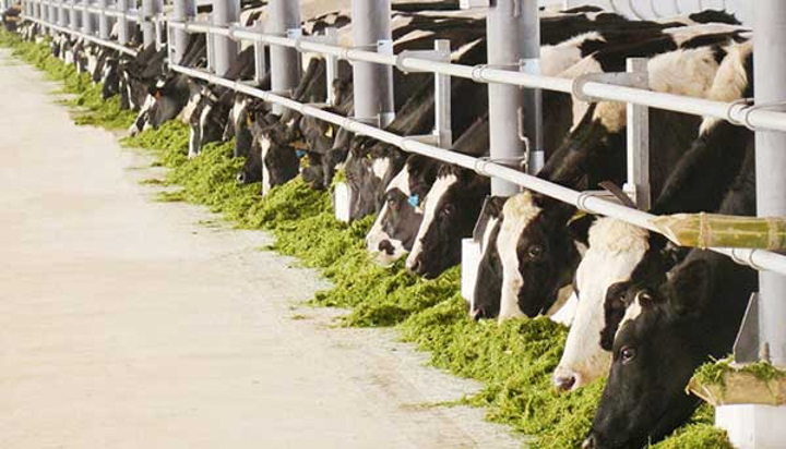 Trang trại bò sữa TH True Milk đạt kỷ lục Châu Á về cụm trang trại ứng dụng công nghệ cao lớn nhất