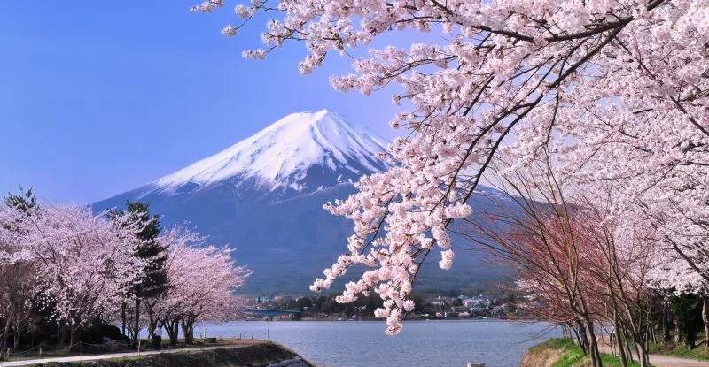 Anh đào đẹp nhất và nở rộ nhất là ở khu vực chân núi Phú Sĩ